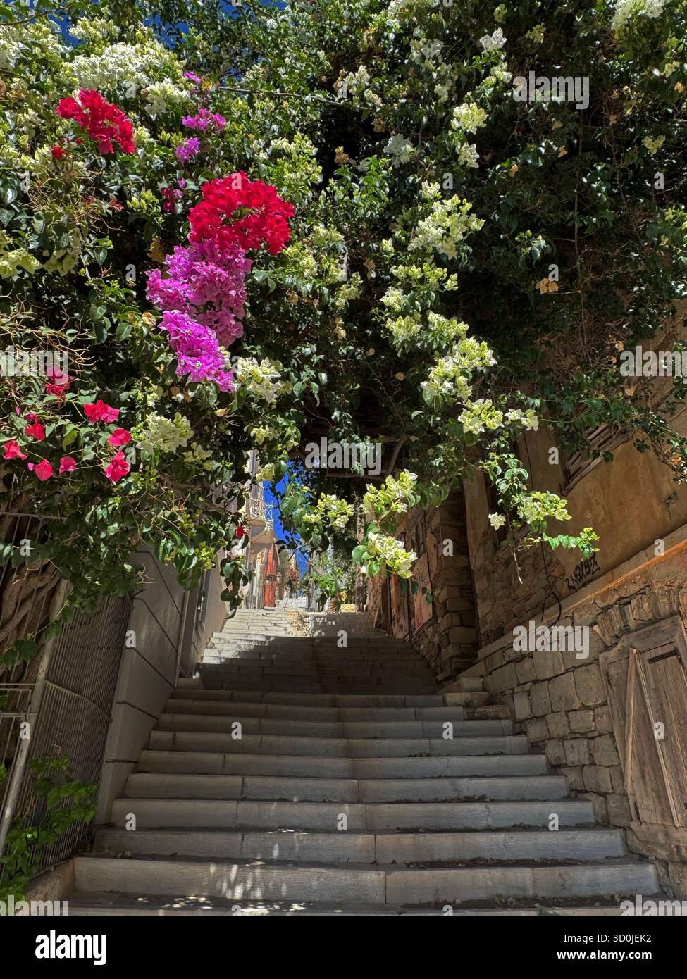 La bouganville aggiunge colore alla città di Ermoupoli - Isola di Syros, Isole Cicladi, Grecia Foto Stock
