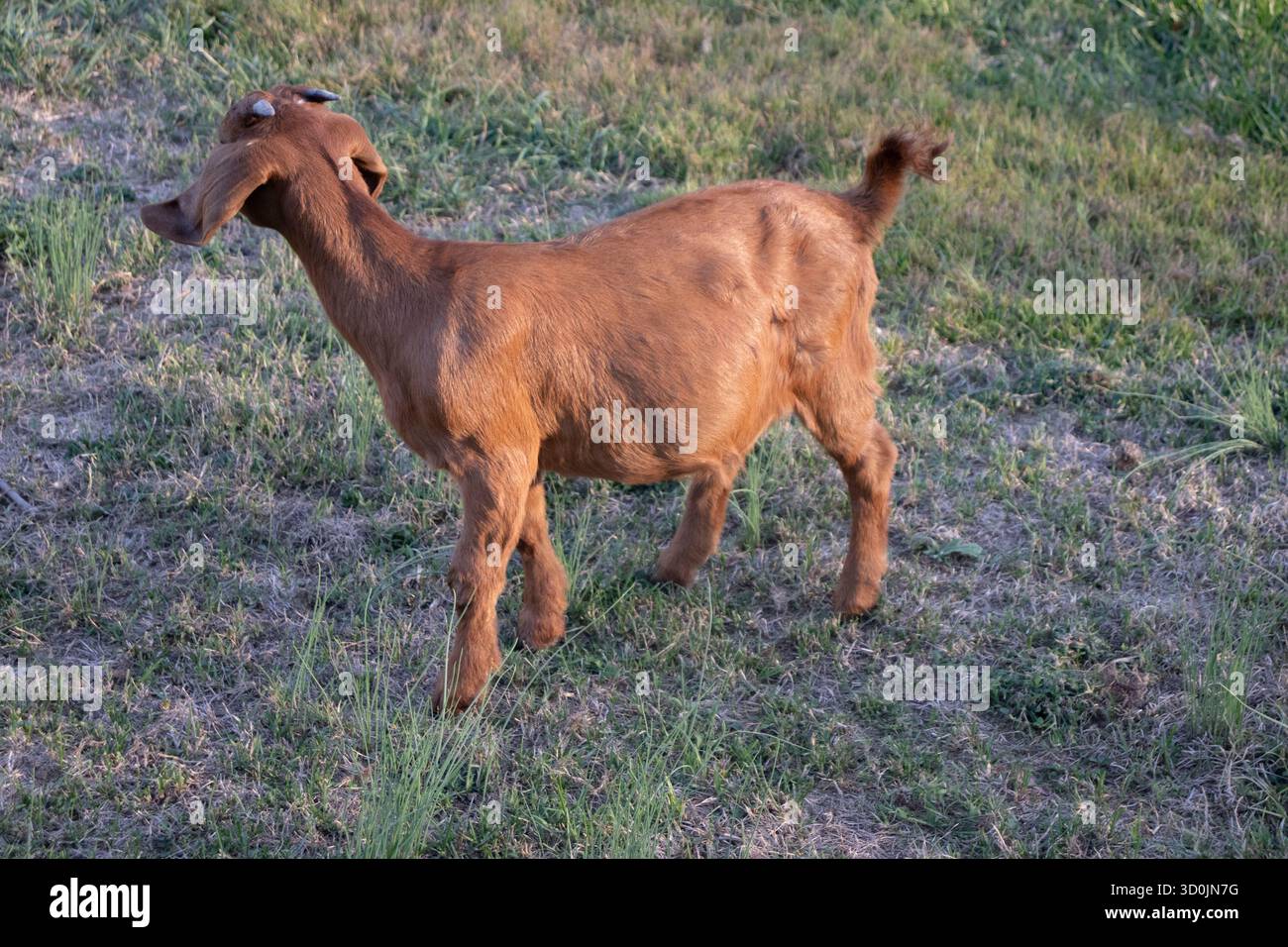 Primo piano di una capra rossastra Foto Stock