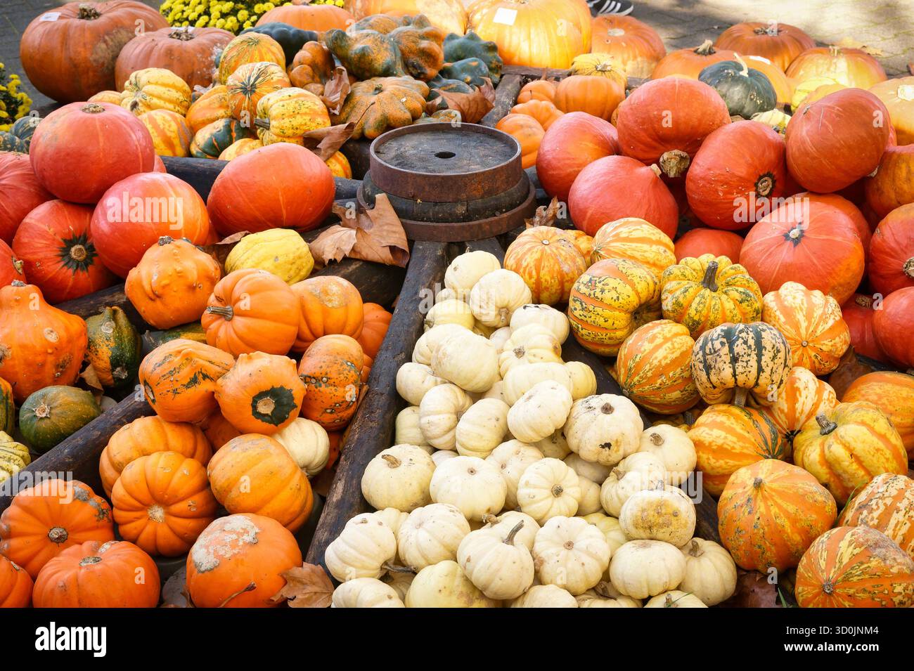 Un colorato e rustico spettacolo autunnale di varie zucche, tra cui buongustai arancioni, bianchi e a righe, disposte su una superficie in legno intemprata Foto Stock