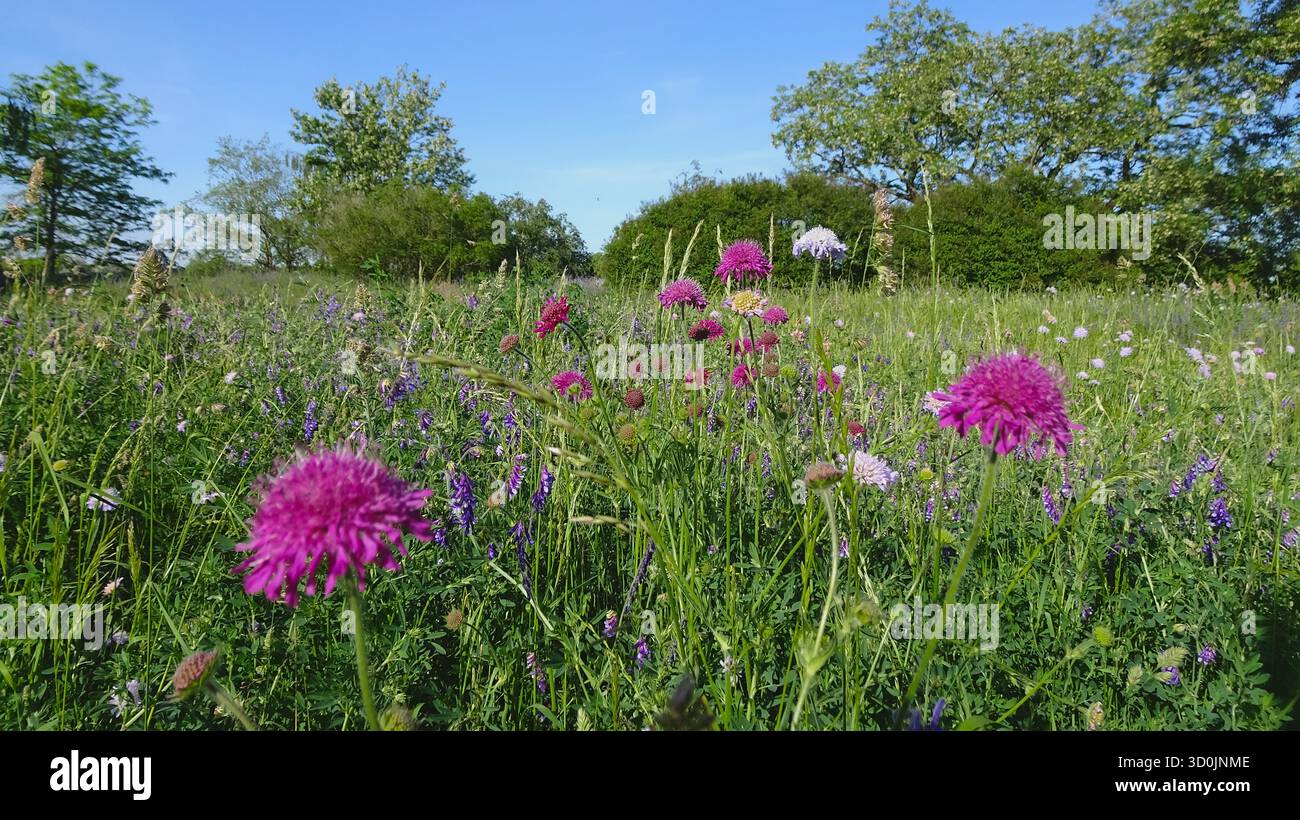 Primo piano di un prato di erba selvatica con erba in fiore che ondeggia dolcemente alla luce naturale del sole. Foto Stock