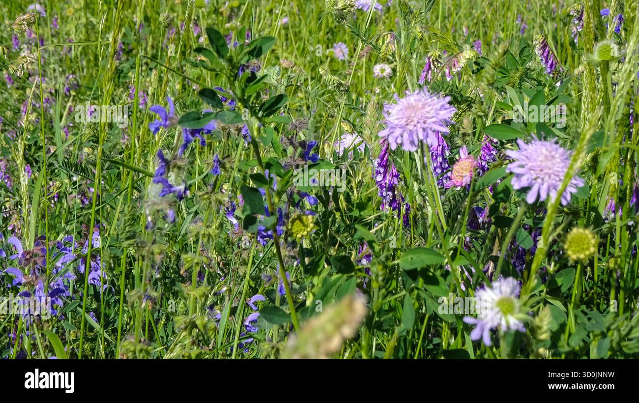Primo piano di un prato di erba selvatica con erba in fiore che ondeggia dolcemente alla luce naturale del sole. Foto Stock