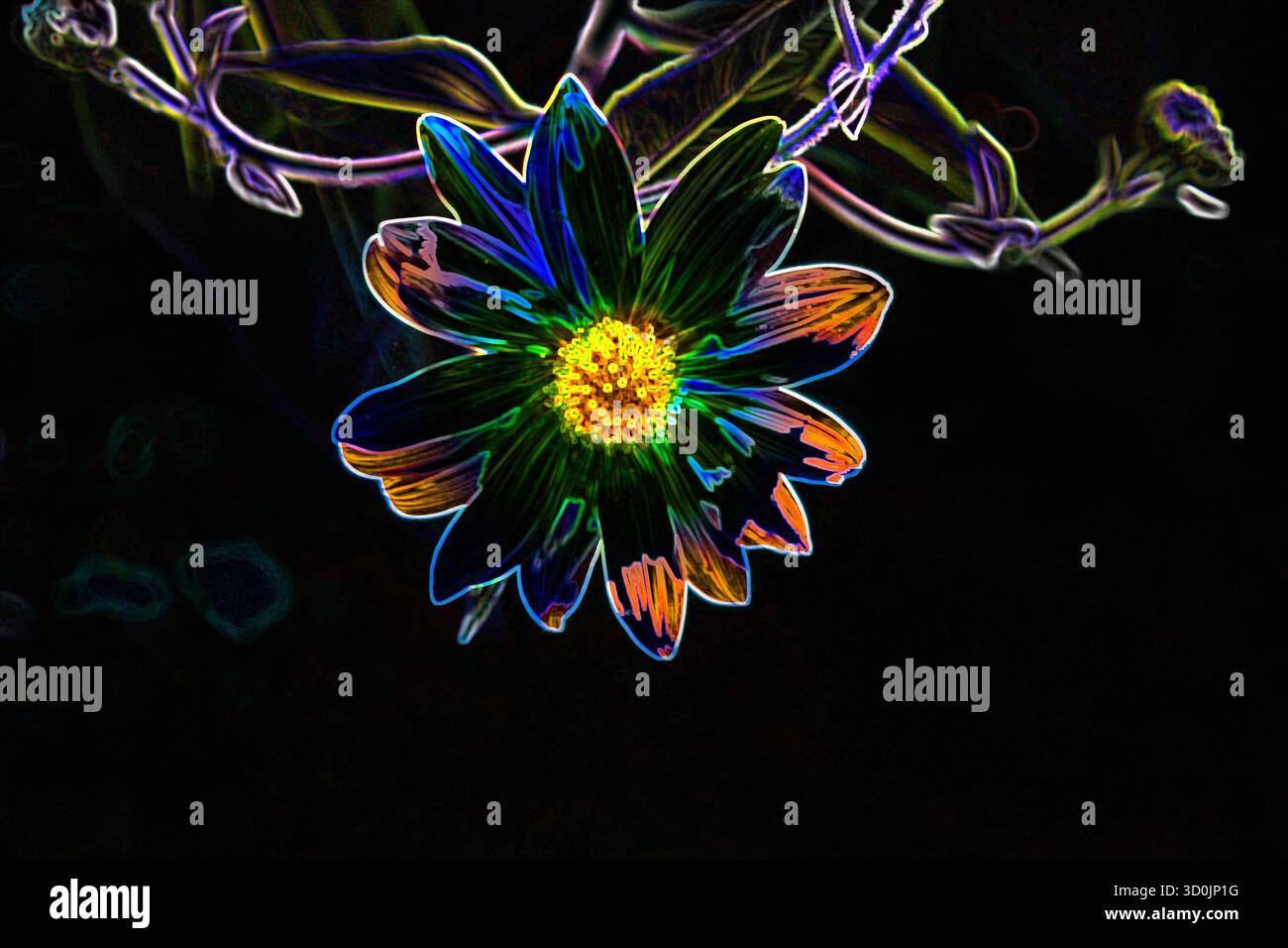 Bel fiore con colori diversi Foto Stock