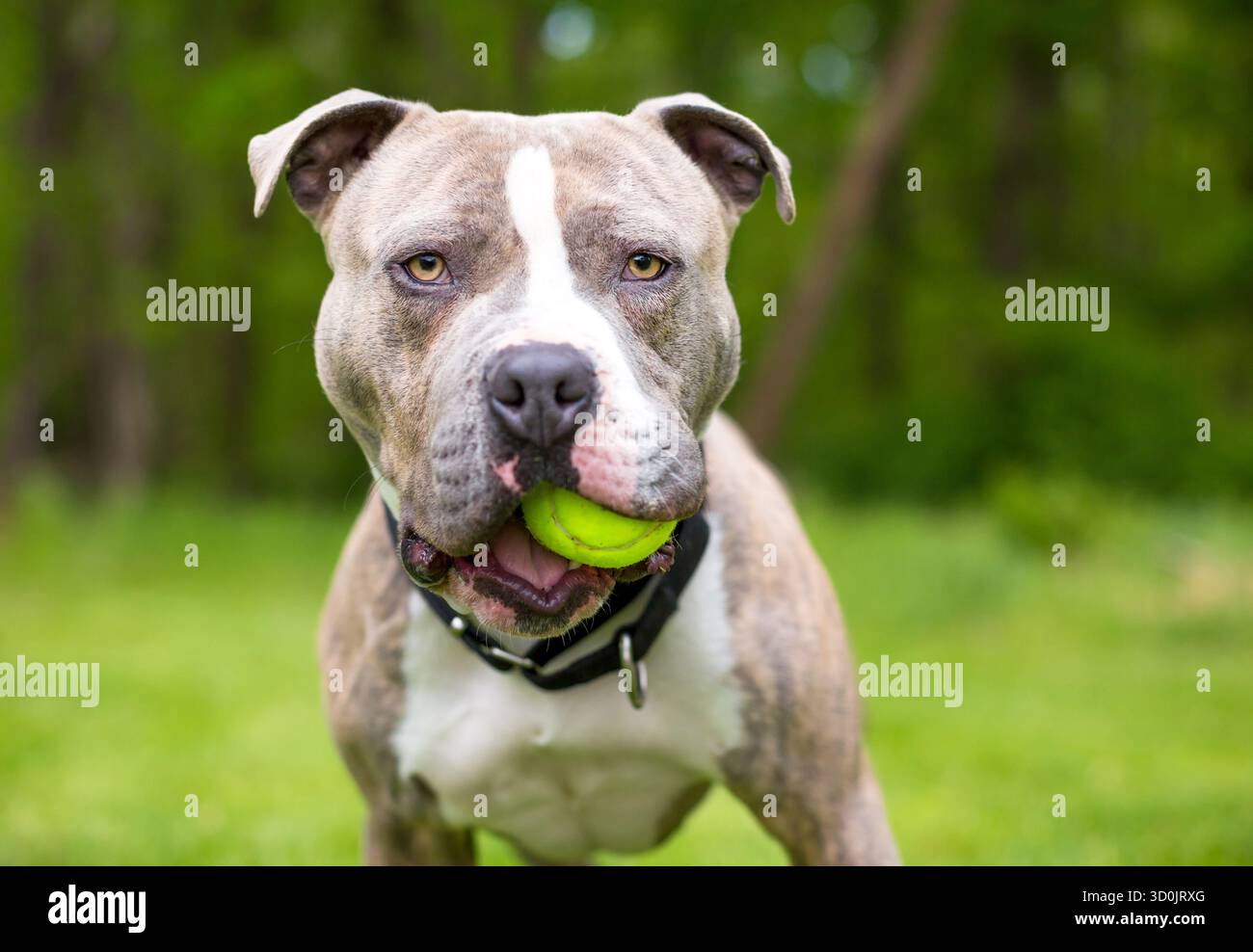 Un cane di razza mista Pit Bull Terrier che tiene una palla in bocca all'aperto Foto Stock