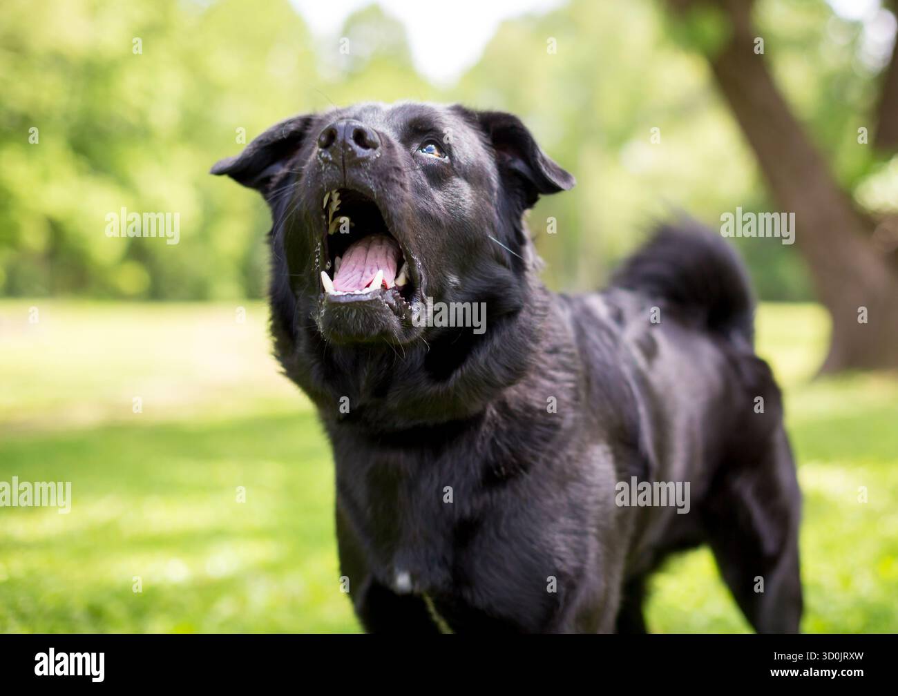 Un cane di razza mista Labrador Retriever nero che guarda in alto con la bocca spalancata Foto Stock
