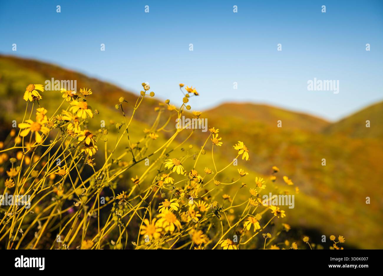 I campi d'oro della California (Lasthenia californica) fioriscono sullo sfondo del Walker Canyon nella contea di Riverside, in California, con un raro Poppy Supe Foto Stock