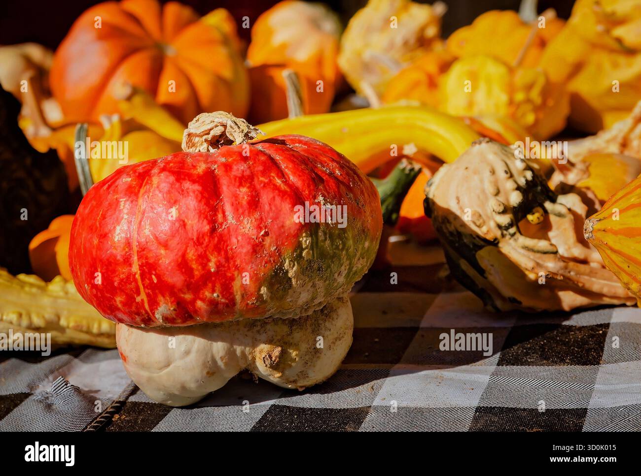 La zucca turbana (Cucurbita maxima) è raffigurata con una varietà di zucche, zucche e buongustai, 25 ottobre 2024, a Mobile, Alabama. Foto Stock