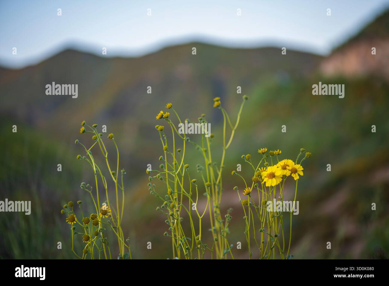 I campi d'oro della California (Lasthenia californica) fioriscono sullo sfondo del Walker Canyon nella contea di Riverside, in California, con un raro Poppy Supe Foto Stock