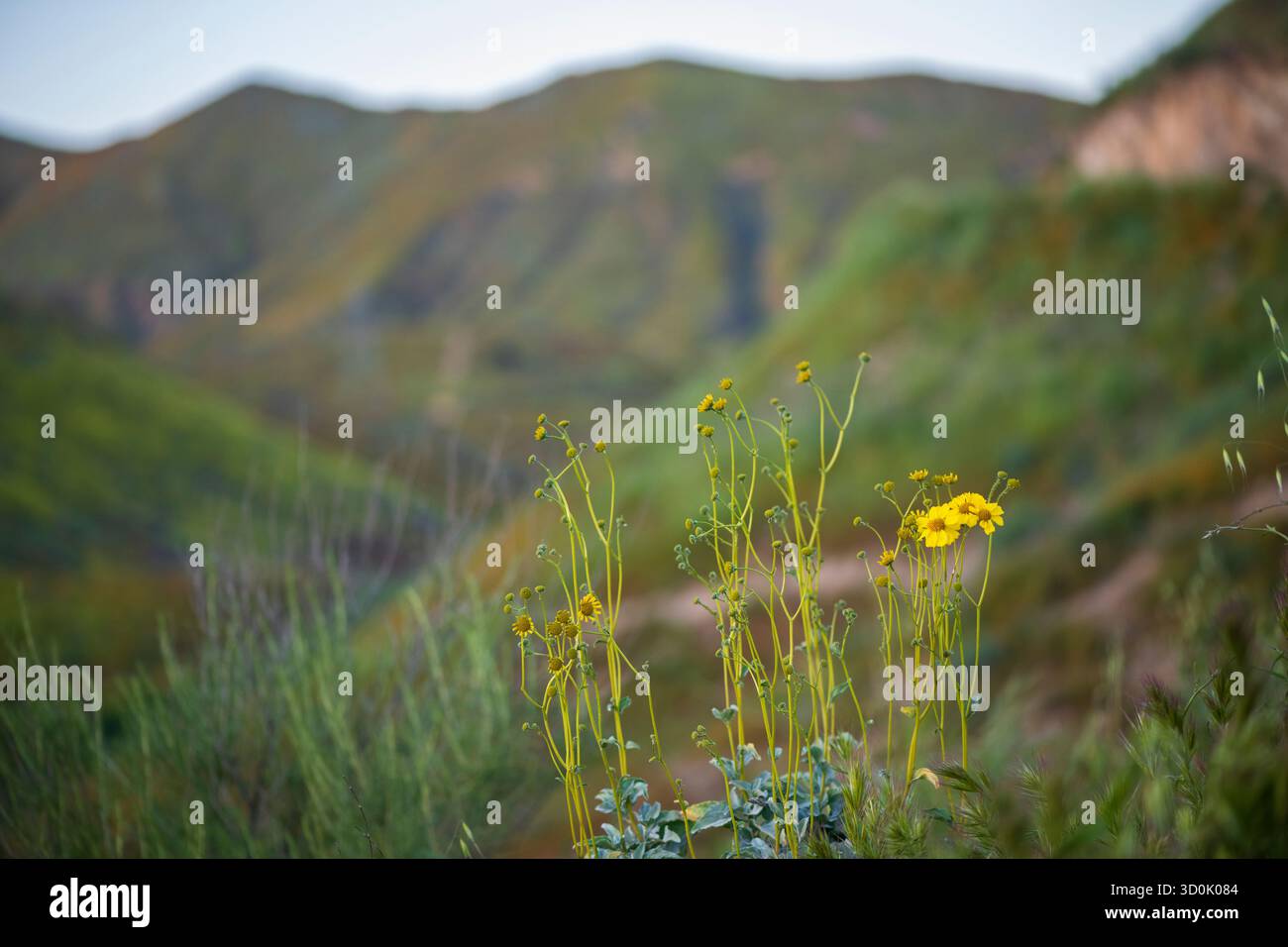 I campi d'oro della California (Lasthenia californica) fioriscono sullo sfondo del Walker Canyon nella contea di Riverside, in California, con un raro Poppy Supe Foto Stock
