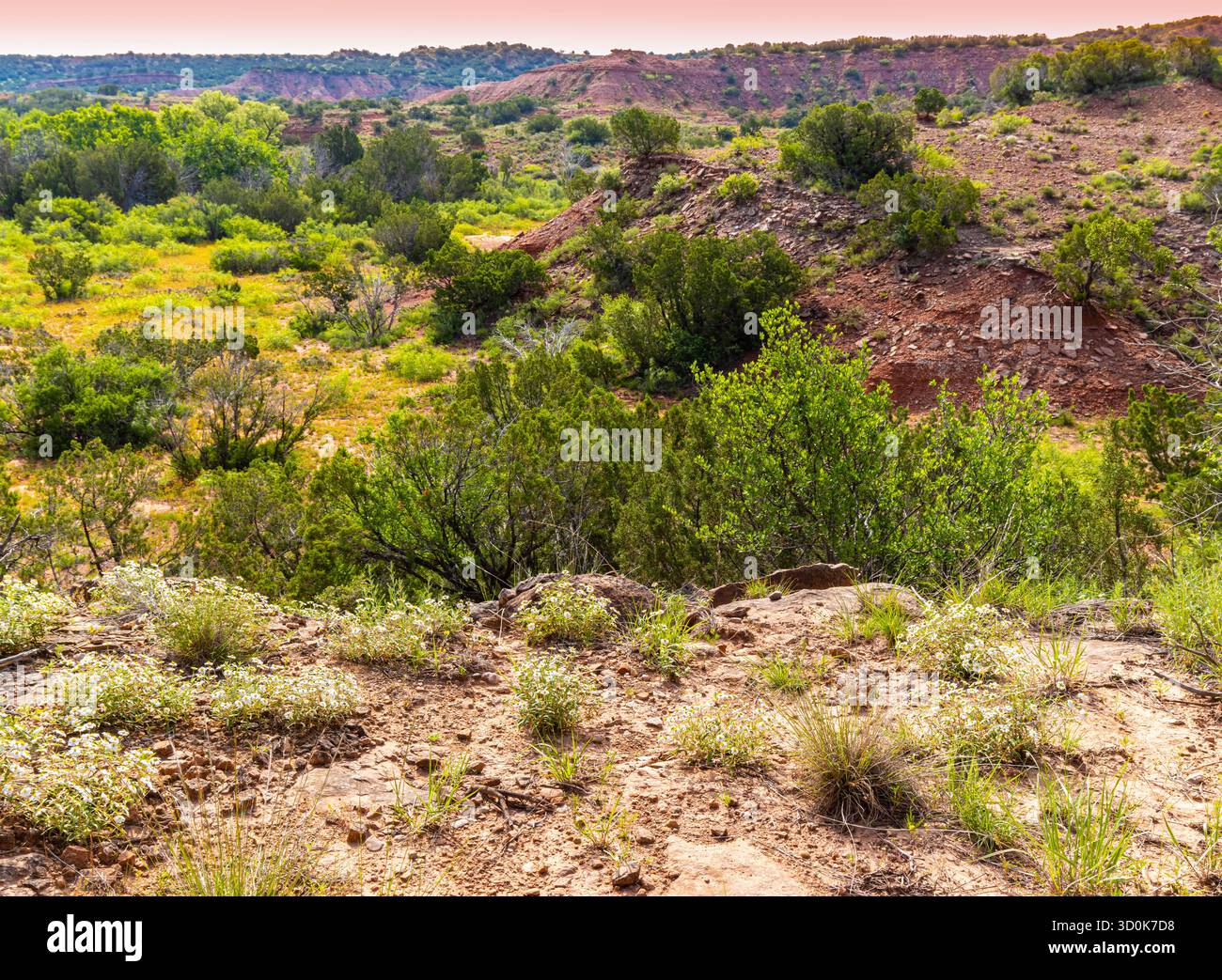 Fiori selvatici colorati e le Red Hills del Caprock Canyon sull'Eagle Point Trail, Caprock Canyon State Park, Texas, Stati Uniti Foto Stock