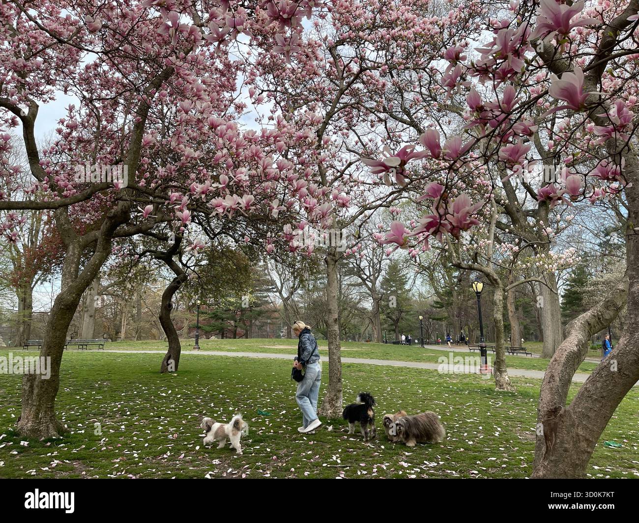 Cani a Central Park NYC - pura felicità in movimento. - Immagine stock catturata con smartphone