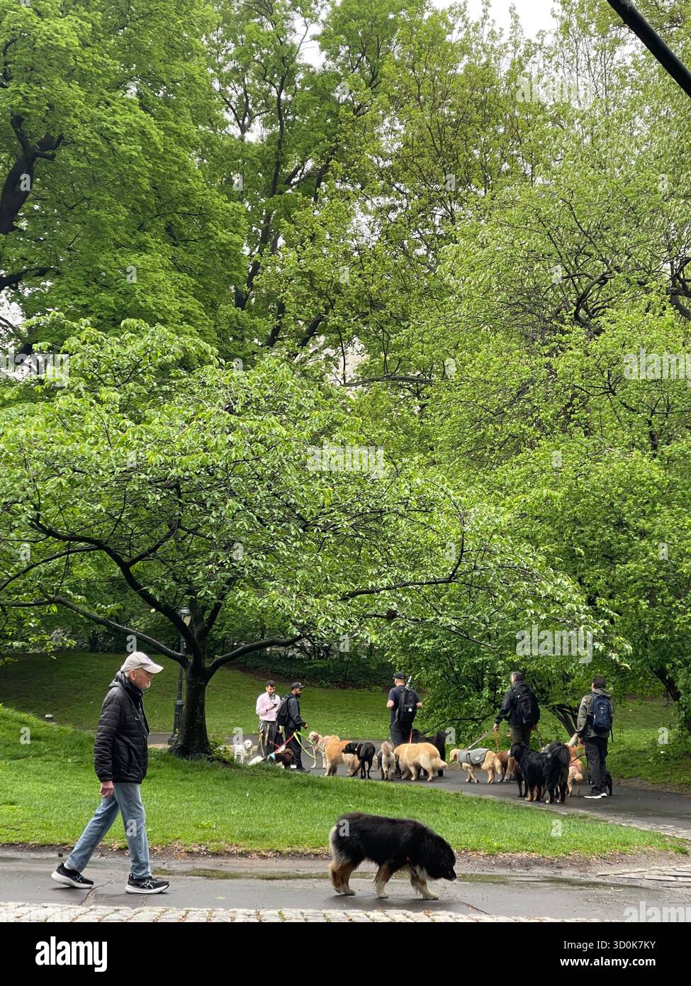 Cani a Central Park NYC - pura felicità in movimento. - Immagine stock catturata con smartphone