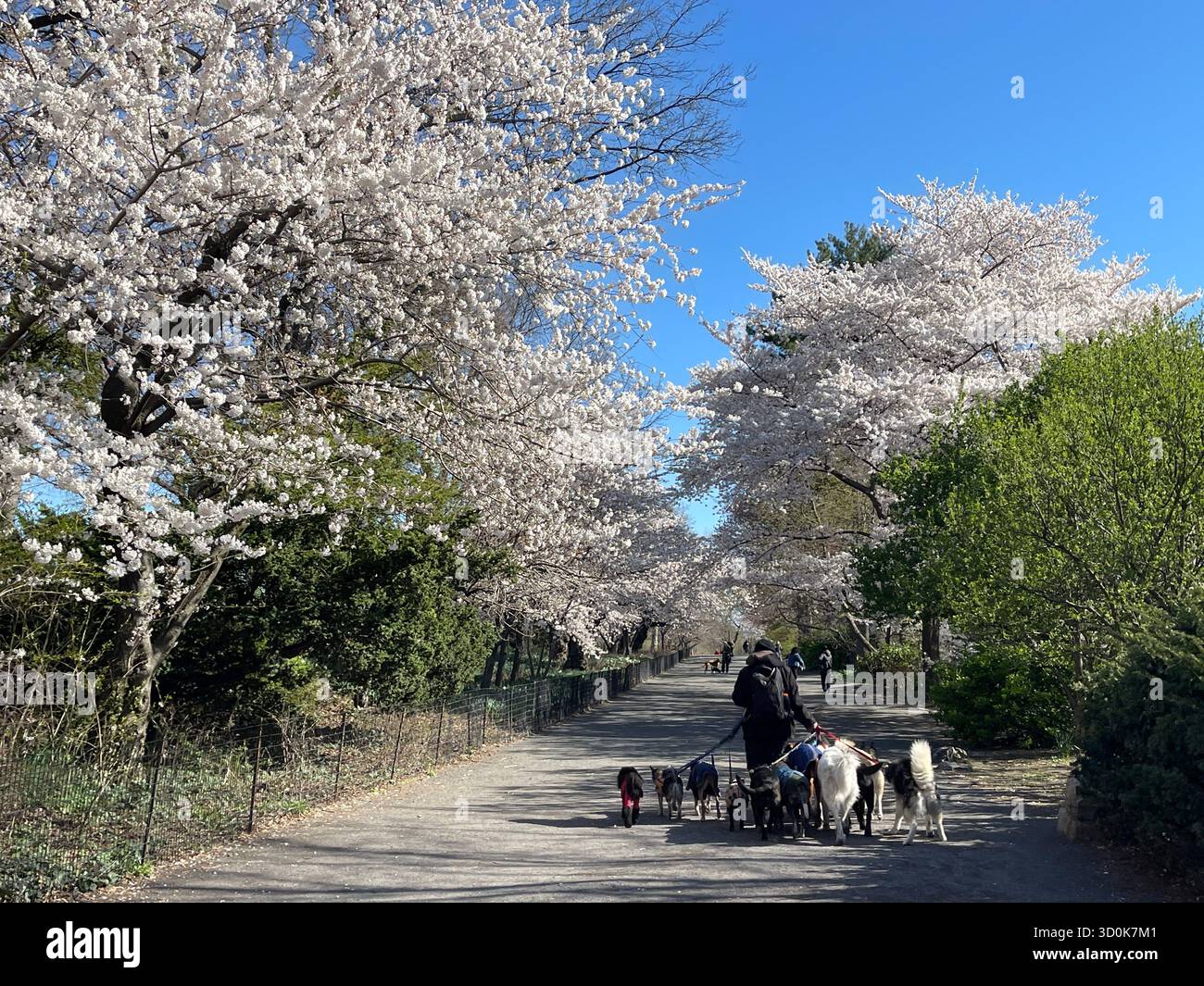 Cani a Central Park NYC - pura felicità in movimento. - Immagine stock catturata con smartphone