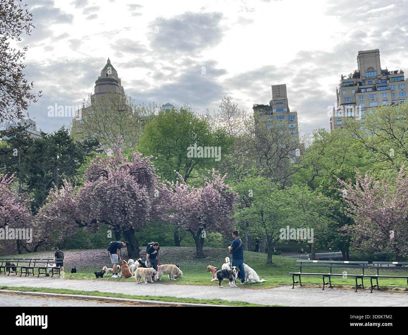 Cani a Central Park NYC - pura felicità in movimento. - Immagine stock catturata con smartphone