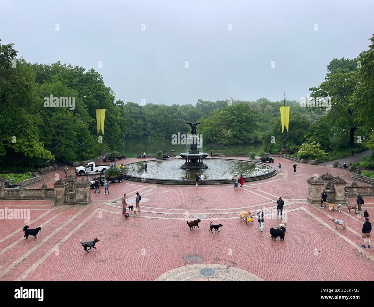 Cani a Central Park NYC - pura felicità in movimento. - Immagine stock catturata con smartphone