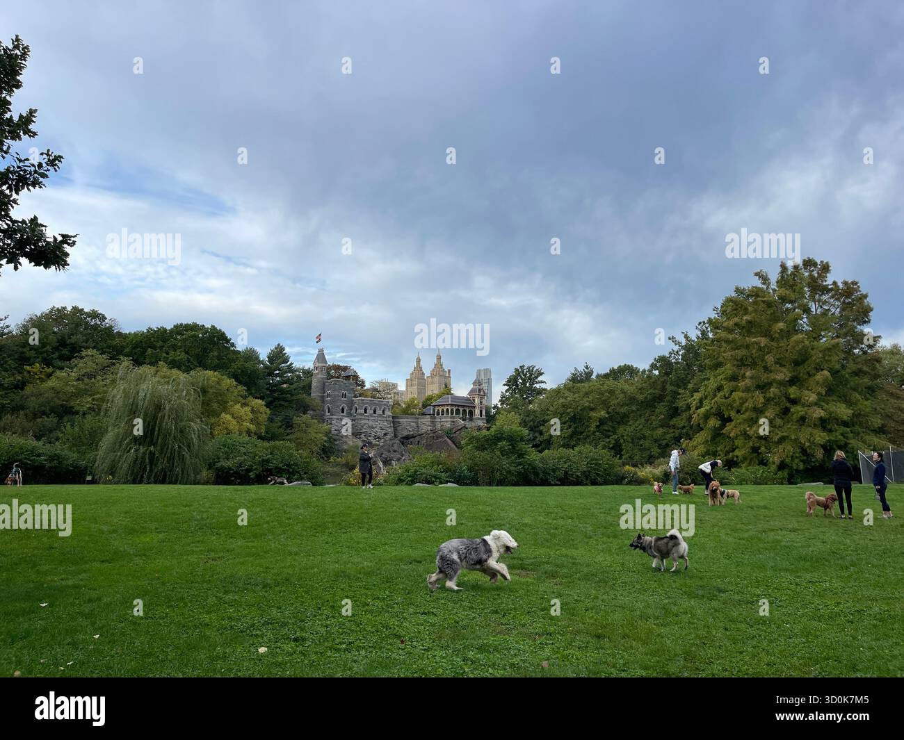 Cani a Central Park NYC - pura felicità in movimento. - Immagine stock catturata con smartphone