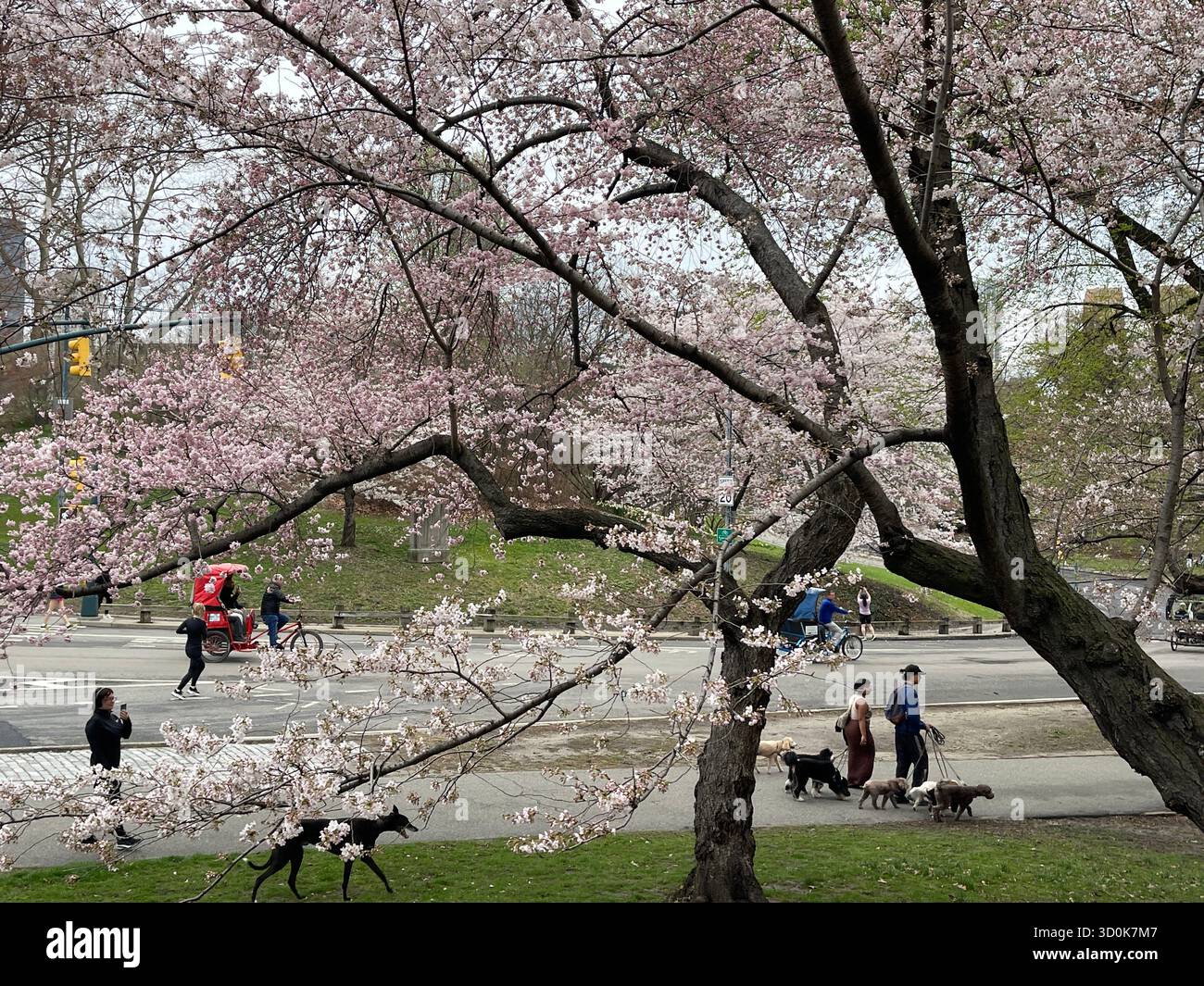 Cani a Central Park NYC - pura felicità in movimento. - Immagine stock catturata con smartphone