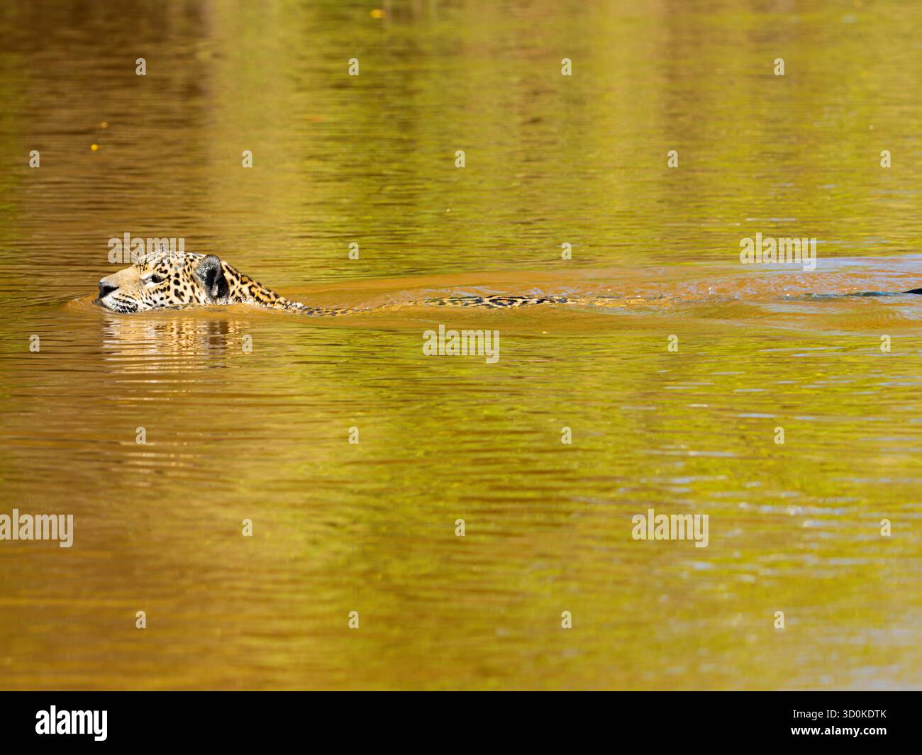 Jaguar (Panthera onca) che nuota nel Pantanal brasiliano Foto Stock