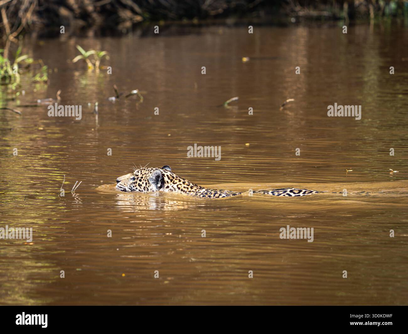 Jaguar (Panthera onca) che nuota nel Pantanal brasiliano Foto Stock