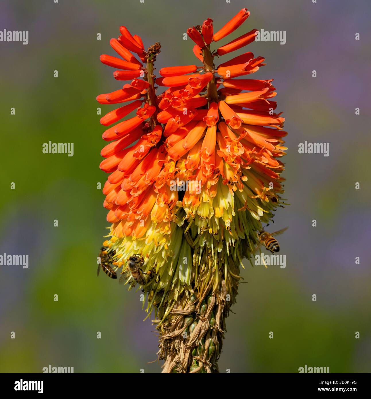Colorate piante di poker rosso caldo in estate circondate da api mellifere impollinanti. Vista ravvicinata. Foto Stock