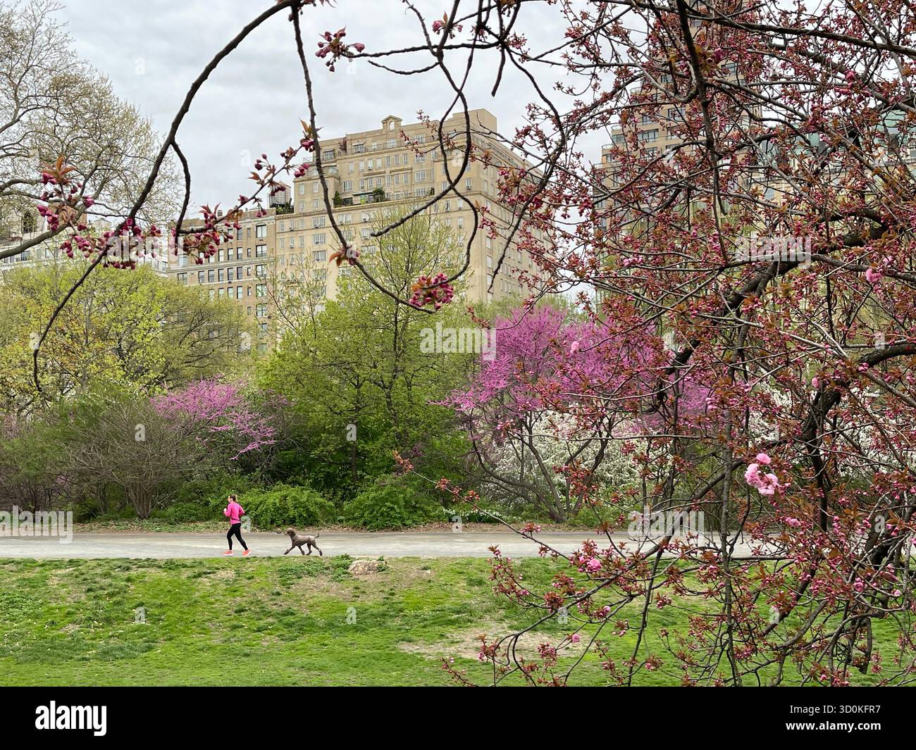 Cani a Central Park NYC - pura felicità in movimento. - Immagine stock catturata con smartphone