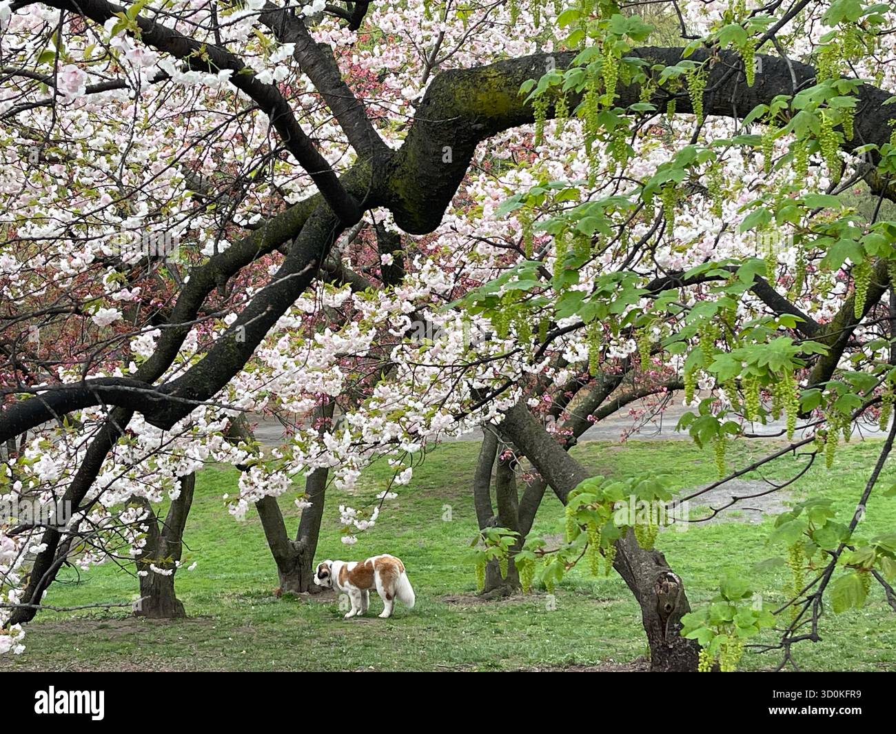 Cani a Central Park NYC - pura felicità in movimento. - Immagine stock catturata con smartphone