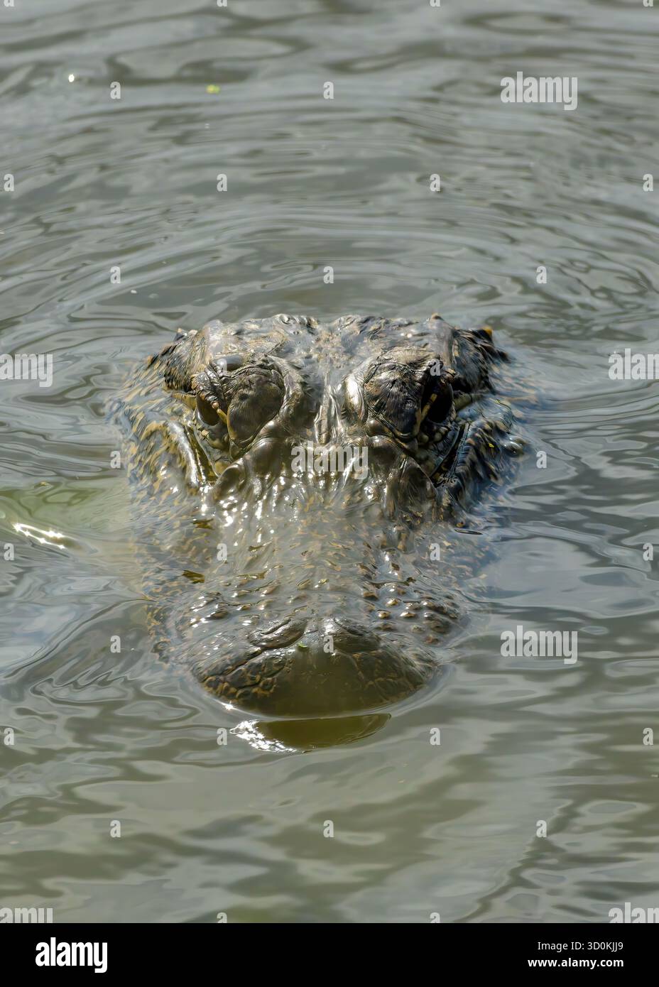 La testa di un alligatore americano si mostra appena sopra l'acqua Foto Stock