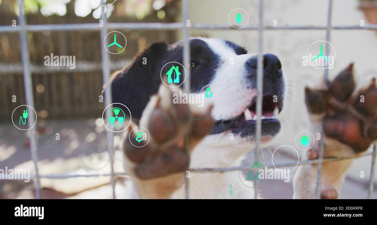 Cane in piedi bianco e nero che preme le zampe contro la griglia di recinzione in giardino, con icone di energia Foto Stock