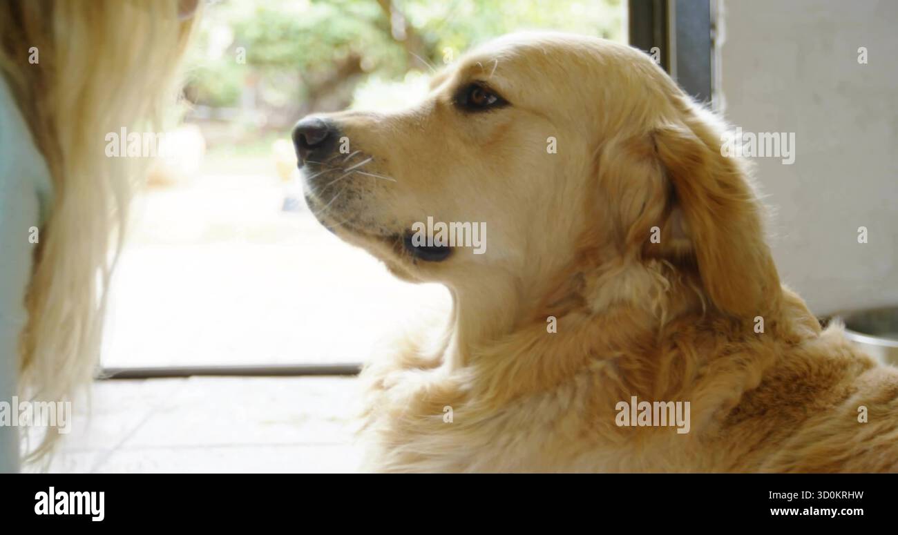 Seduto Golden retriever, guardando una donna accovacciata sul pavimento dell'ingresso piastrellato, con porta aperta Foto Stock