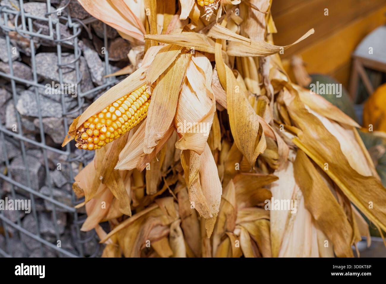 Pannocchie di mais secche con chicchi e bucce gialle per il raccolto autunnale Foto Stock