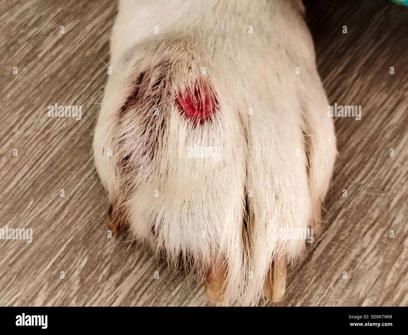 Primo piano della zampa di un cane con una lesione cutanea rossa e cruda visibile, granuloma del lecca canina o dolore alla zampa dell'animale. Foto Stock