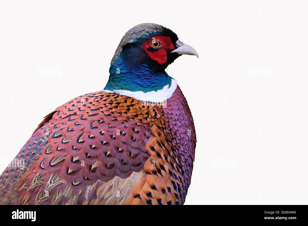 fagiano comune, fagiano con collo ad anello, fagiano con testa blu, ritratto di uccello maschile, vista laterale Foto Stock