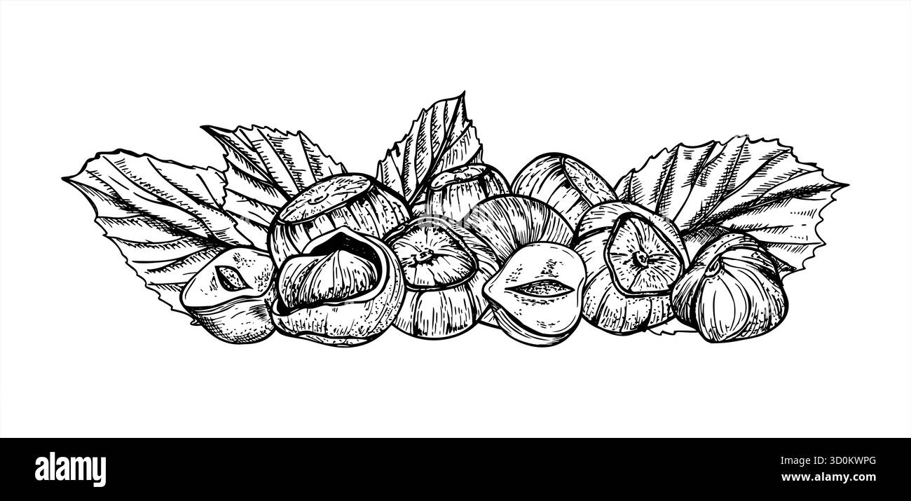 Nocciole monocromatiche con illustrazione vettoriale delle foglie. Disegno inciso di cialde di nocciola con un mucchio di inchiostri neri. Semi crudi commestibili da confezionare Illustrazione Vettoriale