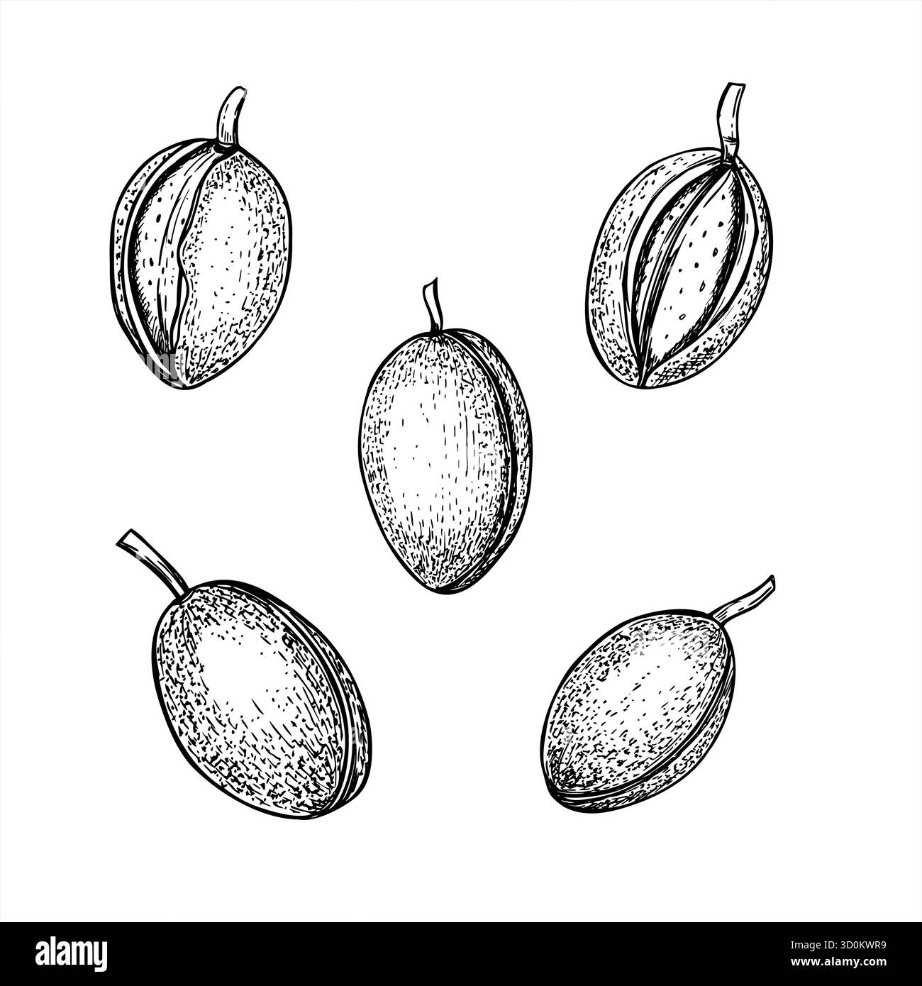 Cialde di frutta monocromatiche disegnate a mano, isolata, clip illustrativa art. Disegno con incisione vintage di mandorle o albicocche. Set di frutta cruda Illustrazione Vettoriale