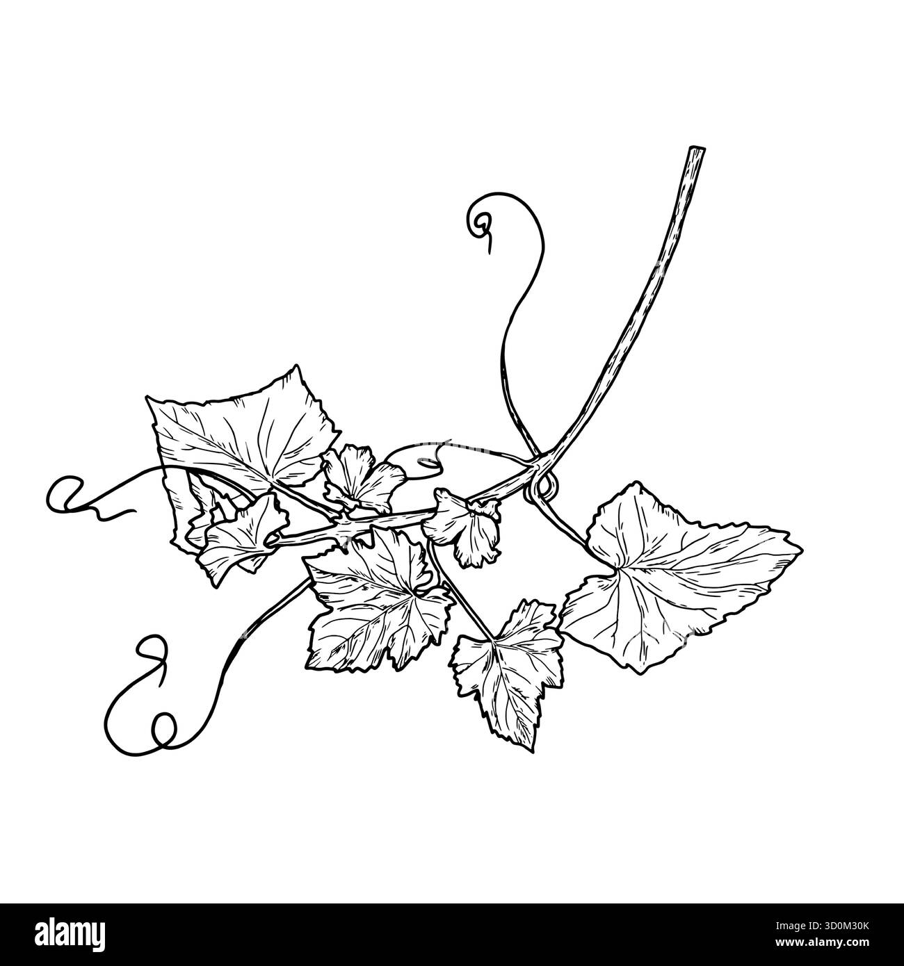 Rametto di uva o cetriolo con foglie e fiori, uno schizzo disegnato a mano. Illustrazione vettoriale. Verdure rustiche fresche, isolate su sfondo bianco. Illustrazione Vettoriale
