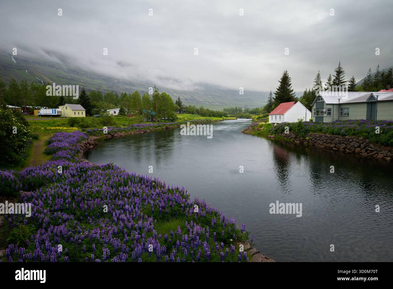 Sotto un velo di nebbia di montagna, un tranquillo fiume scivola attraverso la valle fiancheggiata da lupini di Seydisfjordur. Foto Stock