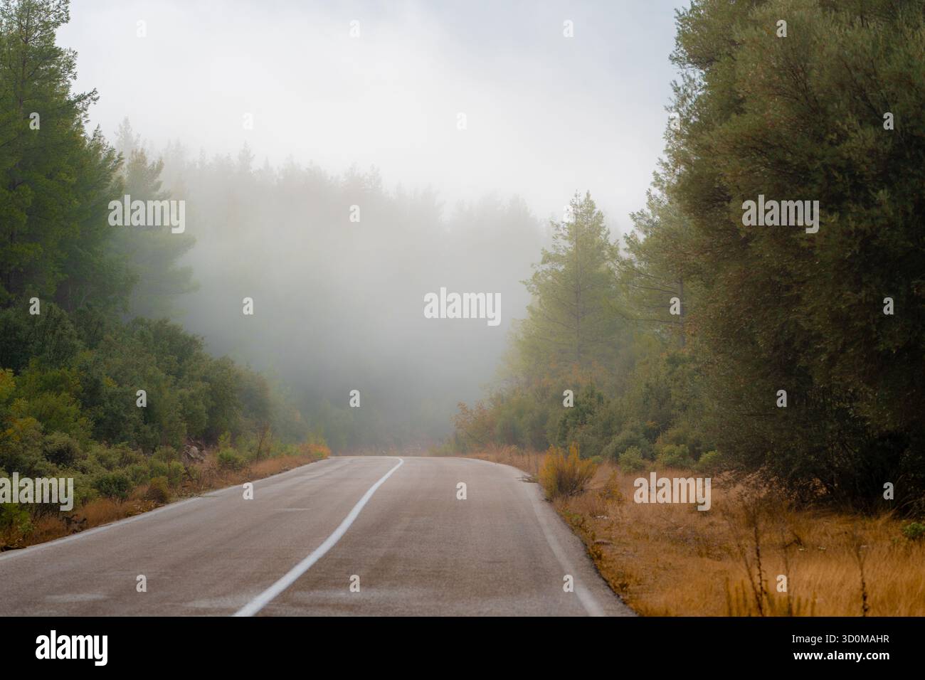 Strada boschiva vuota coperta di nebbia mattutina e luce soffusa Foto Stock