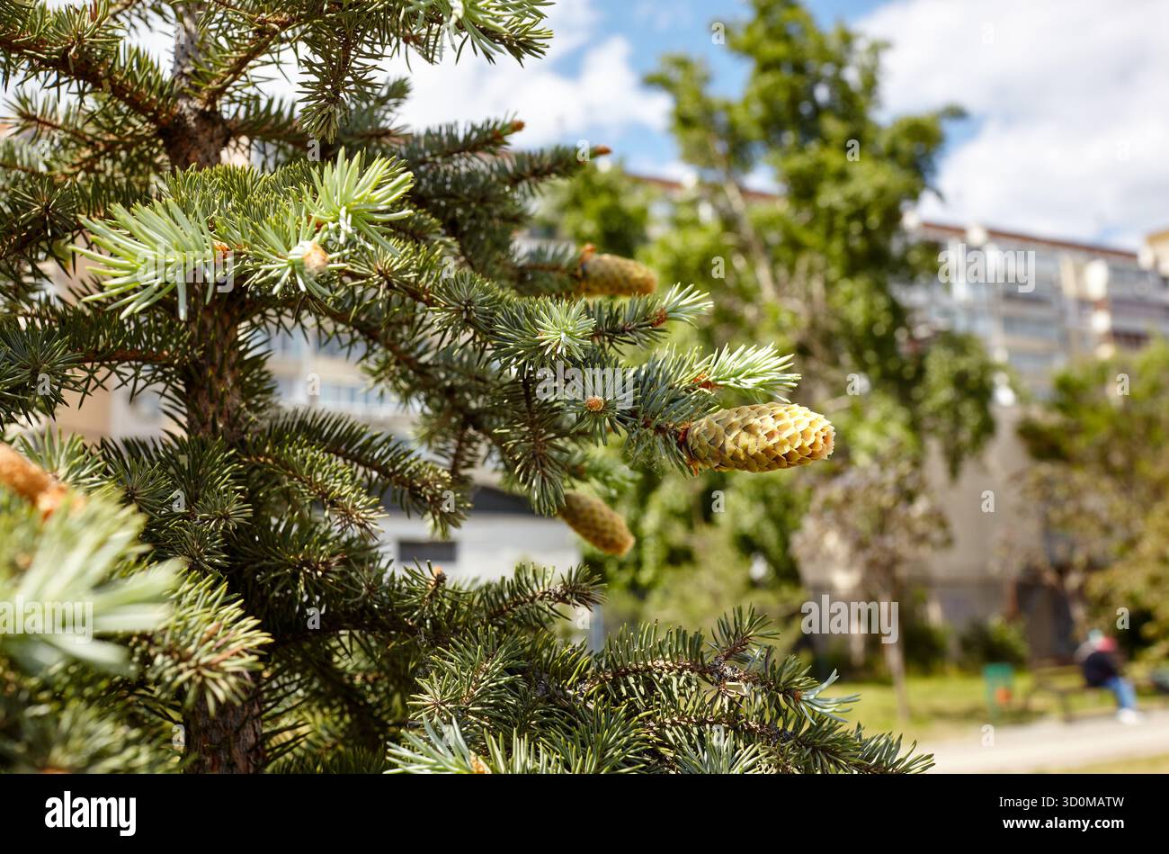 Rami di abete rosso blu con coni - picea pungens al parco. Bella pianta ornamentale in primavera. Messa a fuoco selettiva, sfondo sfocato Foto Stock