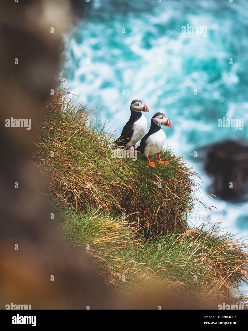 Vista di due pulcinelle di mare dell'Atlantico arroccate su una scogliera, i loro vivaci becchi arancioni e i piedi contrastano con l'oceano turchese, le isole Westman, Vestmannaeyjabær, Islanda. Foto Stock