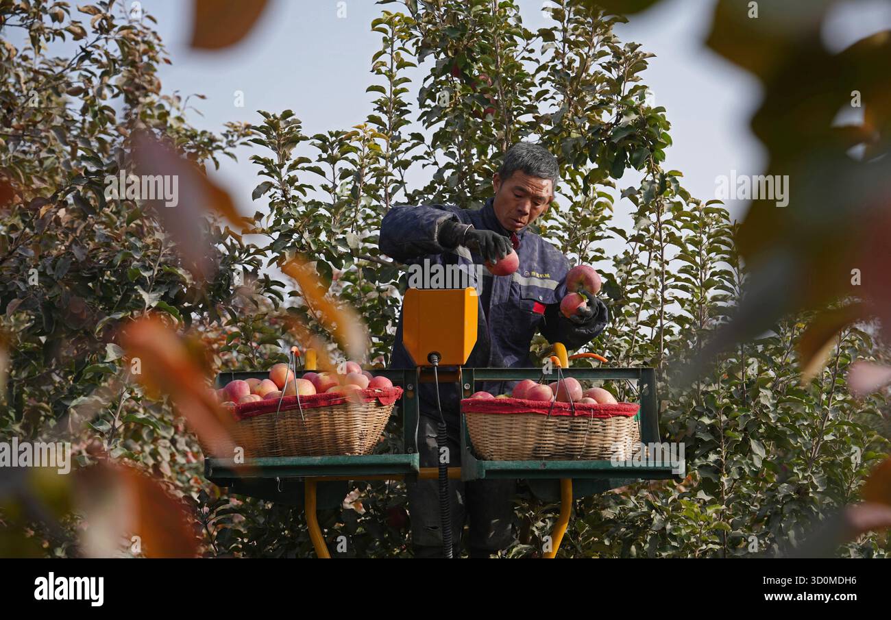 Alaer, la regione autonoma cinese dello Xinjiang Uygur. 23 ottobre 2025. Un membro dello staff raccoglie mele in un frutteto a Alaer City, nella regione autonoma di Xinjiang Uygur, nel nord-ovest della Cina, 23 ottobre 2025. L'abbondante luce solare dello Xinjiang e le significative variazioni di temperatura diurna creano le condizioni ideali per la coltivazione di frutta con un contenuto di zucchero naturalmente elevato. La mela prodotta qui con la pelle sottile e la polpa densa e succosa è diventata una specialità esclusiva di Alaer. Crediti: CAI Yang/Xinhua/Alamy Live News Foto Stock
