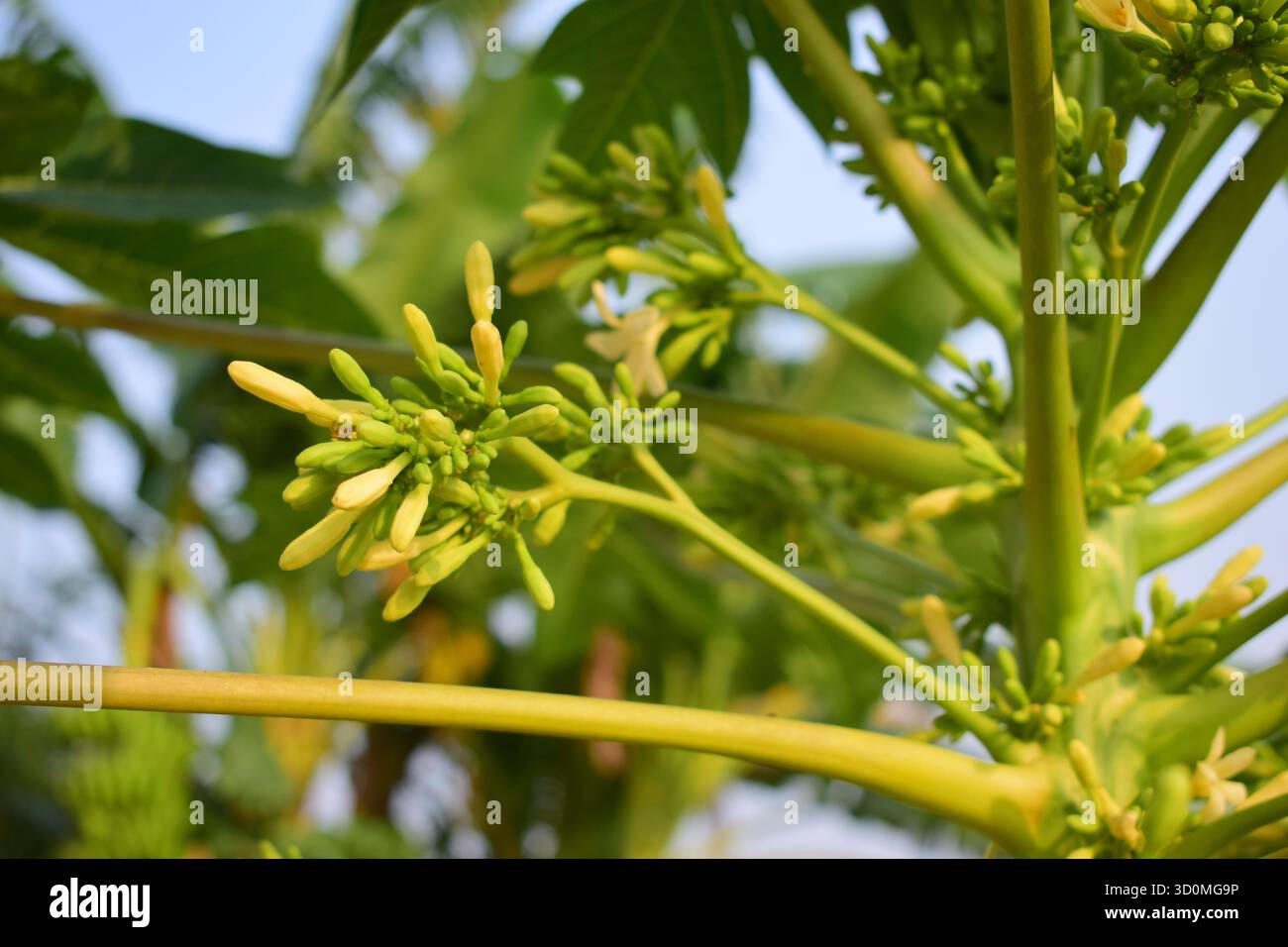Fiore Papaya maschile - delicata fioritura dell'albero Papaya tropicale Foto Stock
