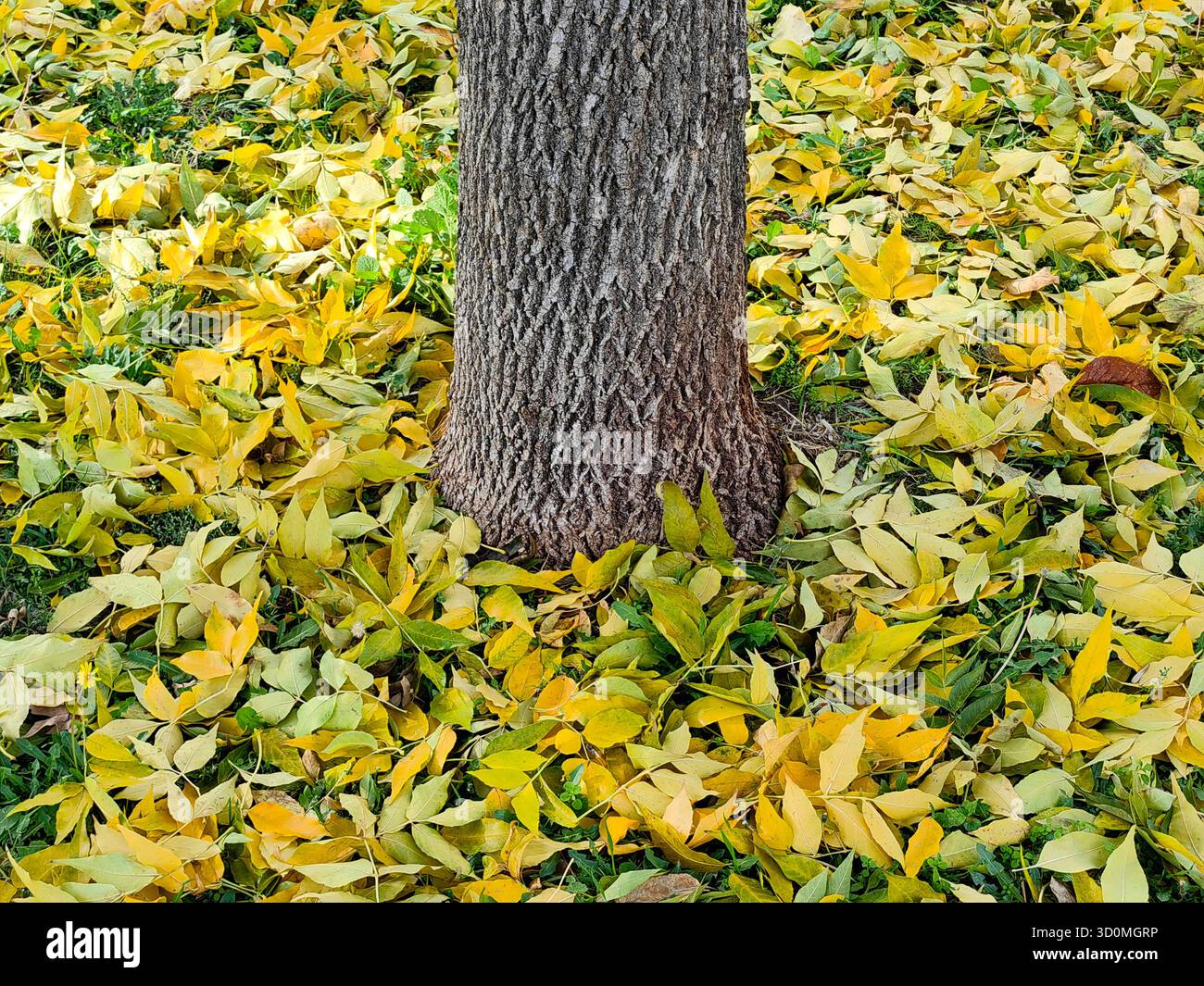 Affonda le sue radici nell'autunno. Tronco d'albero circondato nel parco , da foglie gialle. Foto Stock