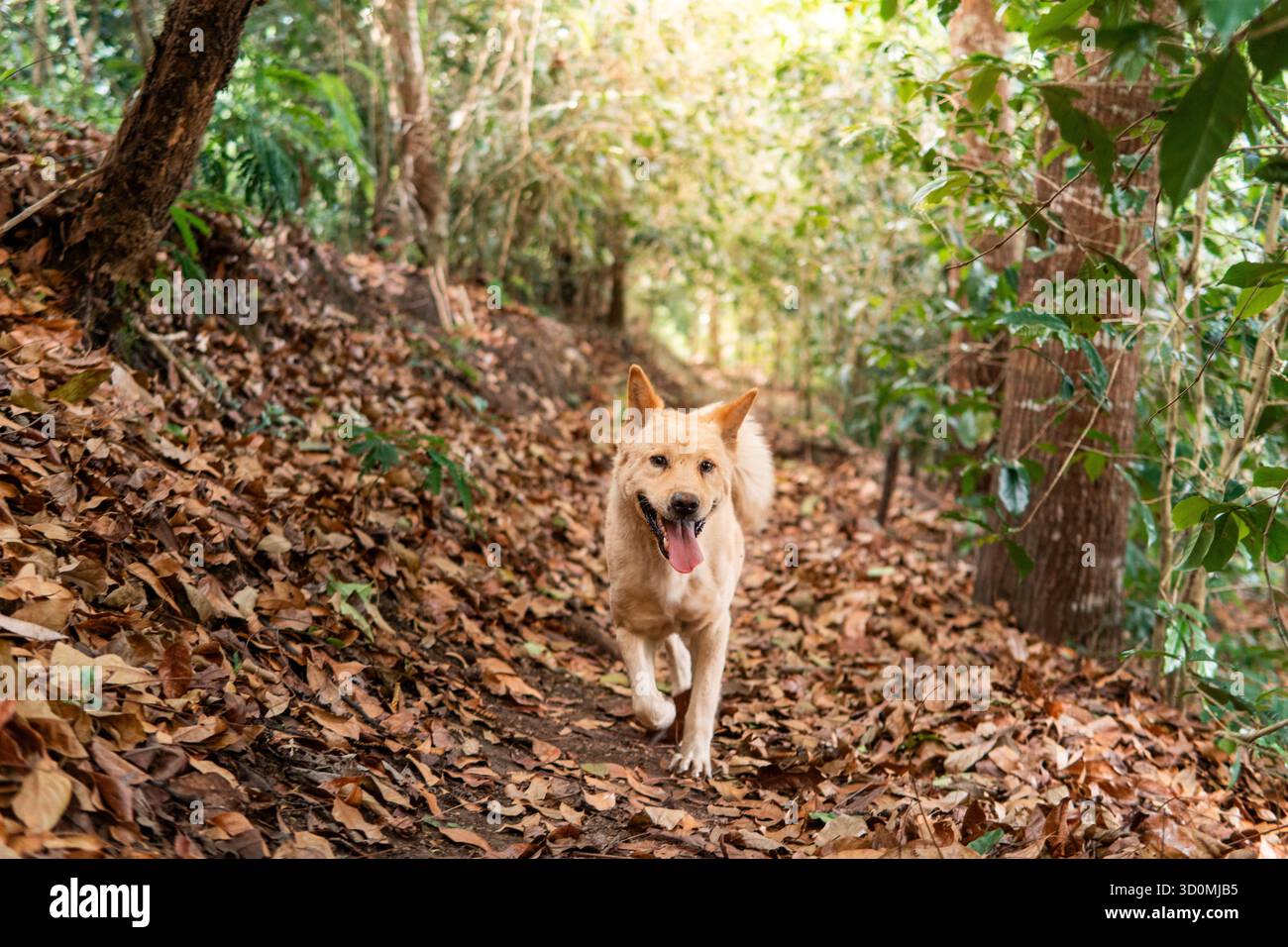 Gioioso cane dorato che corre felicemente verso la telecamera su un sentiero ricoperto di foglie secche in una foresta soleggiata. Rappresenta compagnia, animali domestici, avventura, Foto Stock