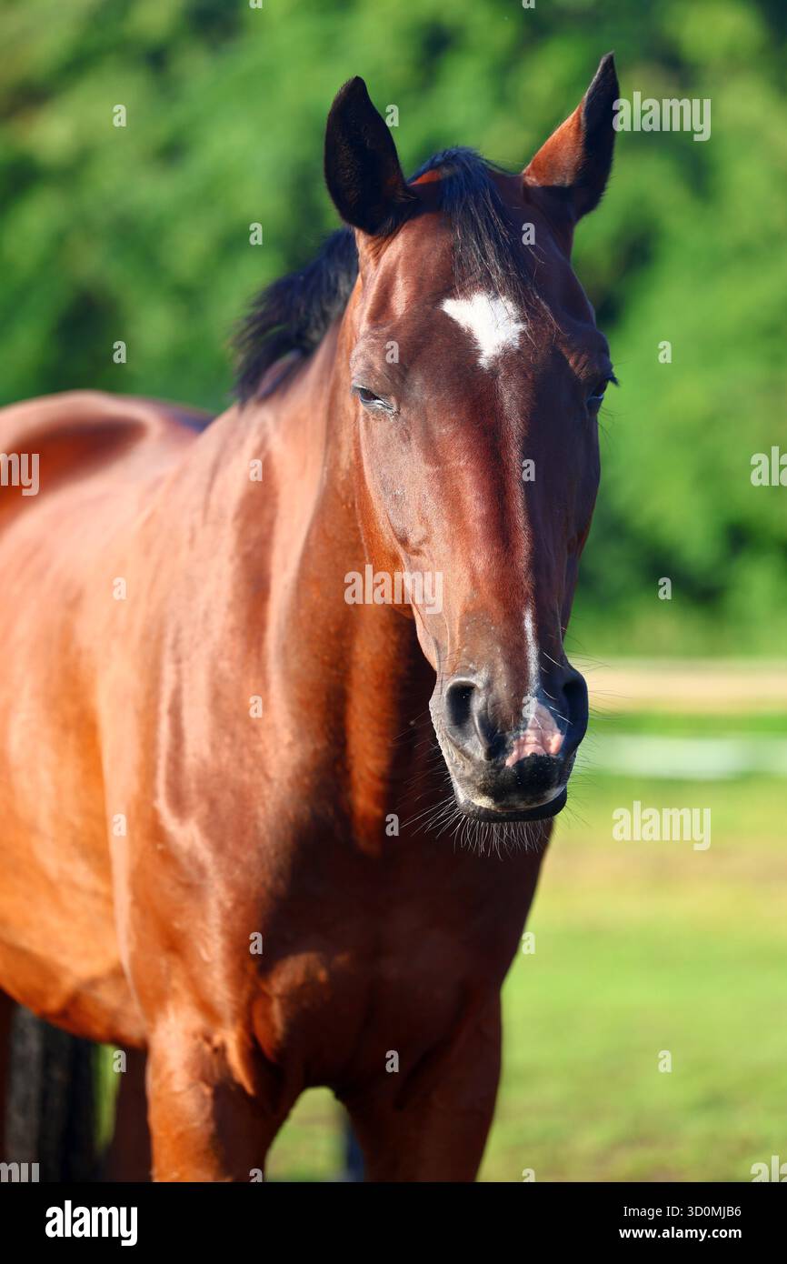 Ritratto del maestoso Cavallo di castagno Foto Stock