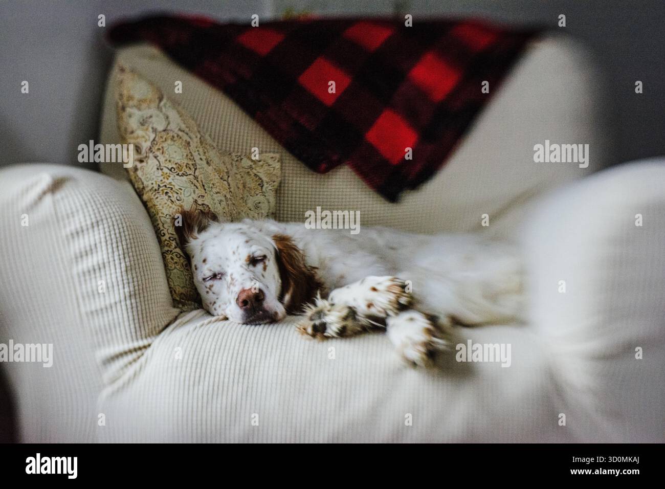 Cane bianco e marrone che dorme su una sedia imbottita Foto Stock