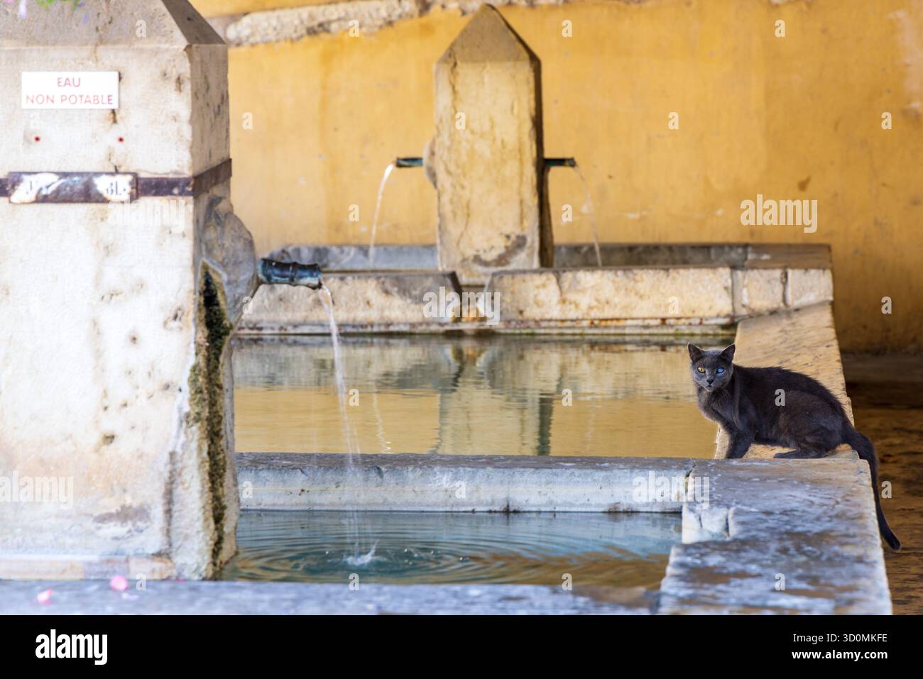 Gatto domestico (Felis catus domesticus) con un occhio cieco vicino a un lavatoio a Riez, Francia Foto Stock