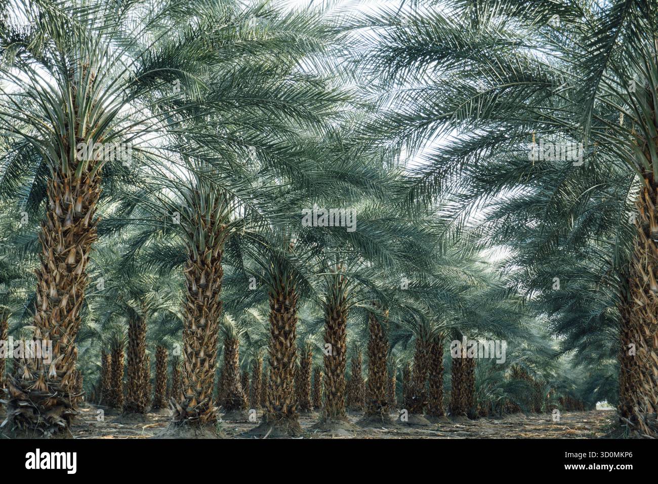 Coachella, Palm Springs, California, palme in estate Foto Stock