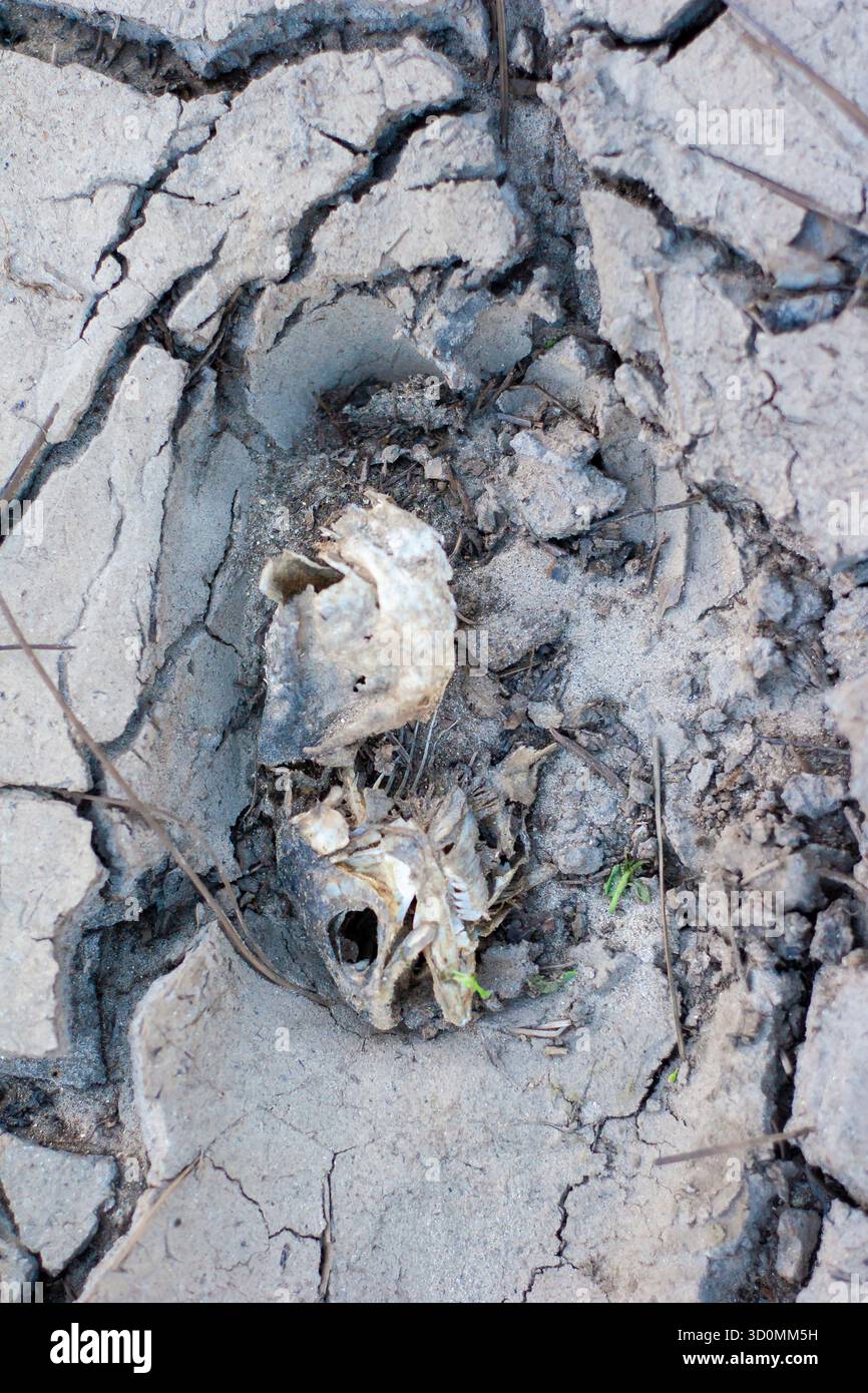 Ossa di pesce sulla terra incrinata in condizioni estreme di siccità Foto Stock