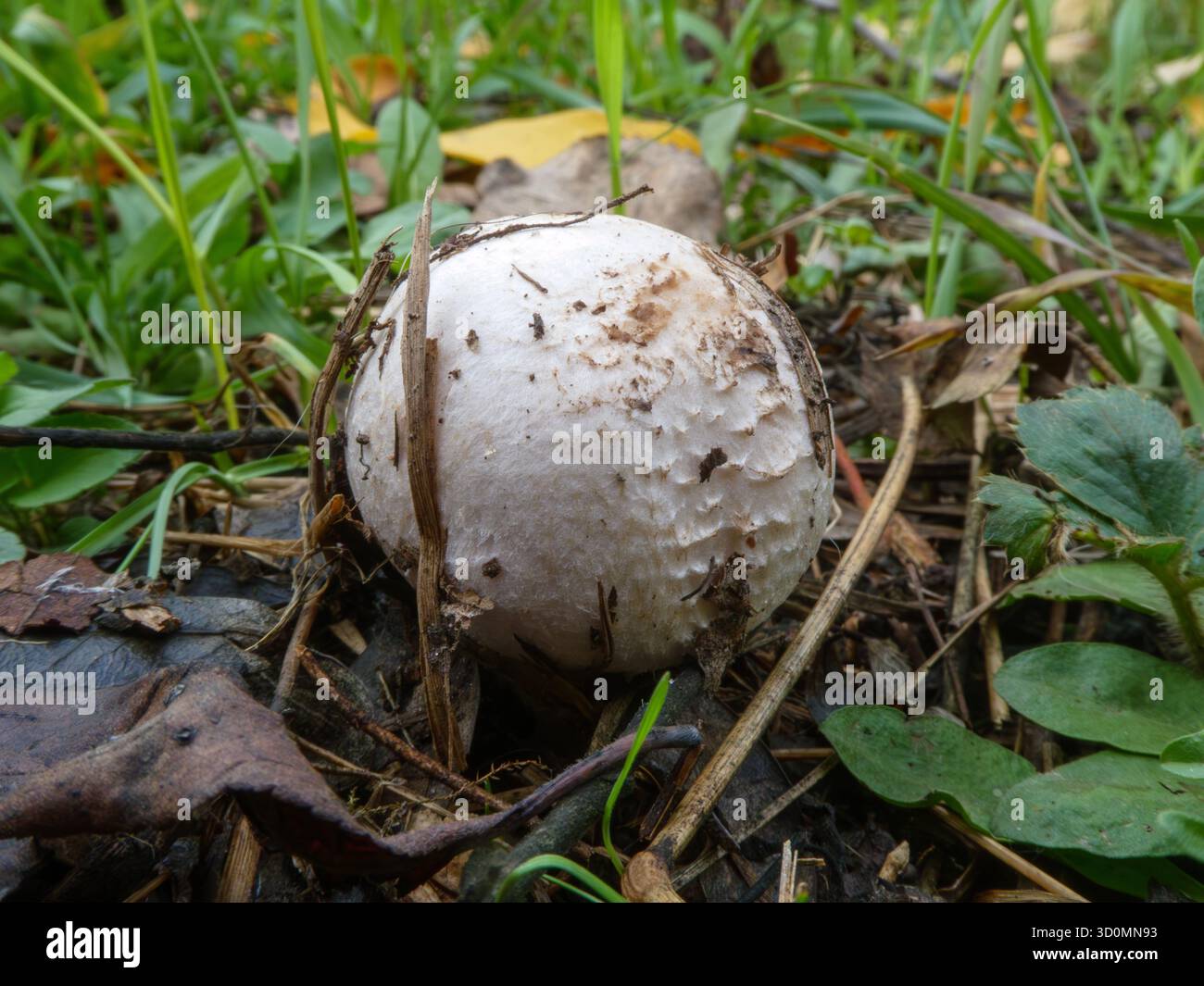 Bud di fungo bianco che cresce nell'erba autunnale Foto Stock