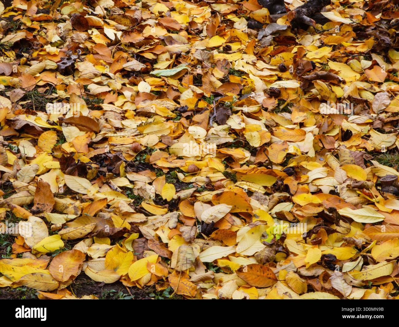 Tappeto testurizzato full frame con foglie d'autunno dorate Foto Stock