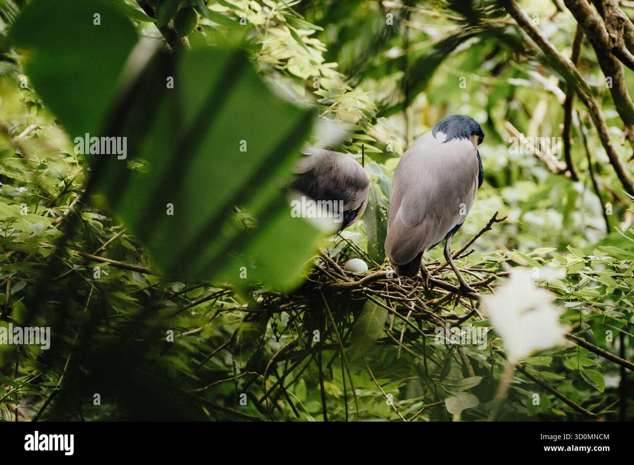Coppia di Herons Nesting nella foresta pluviale, Cahuita National Park Foto Stock